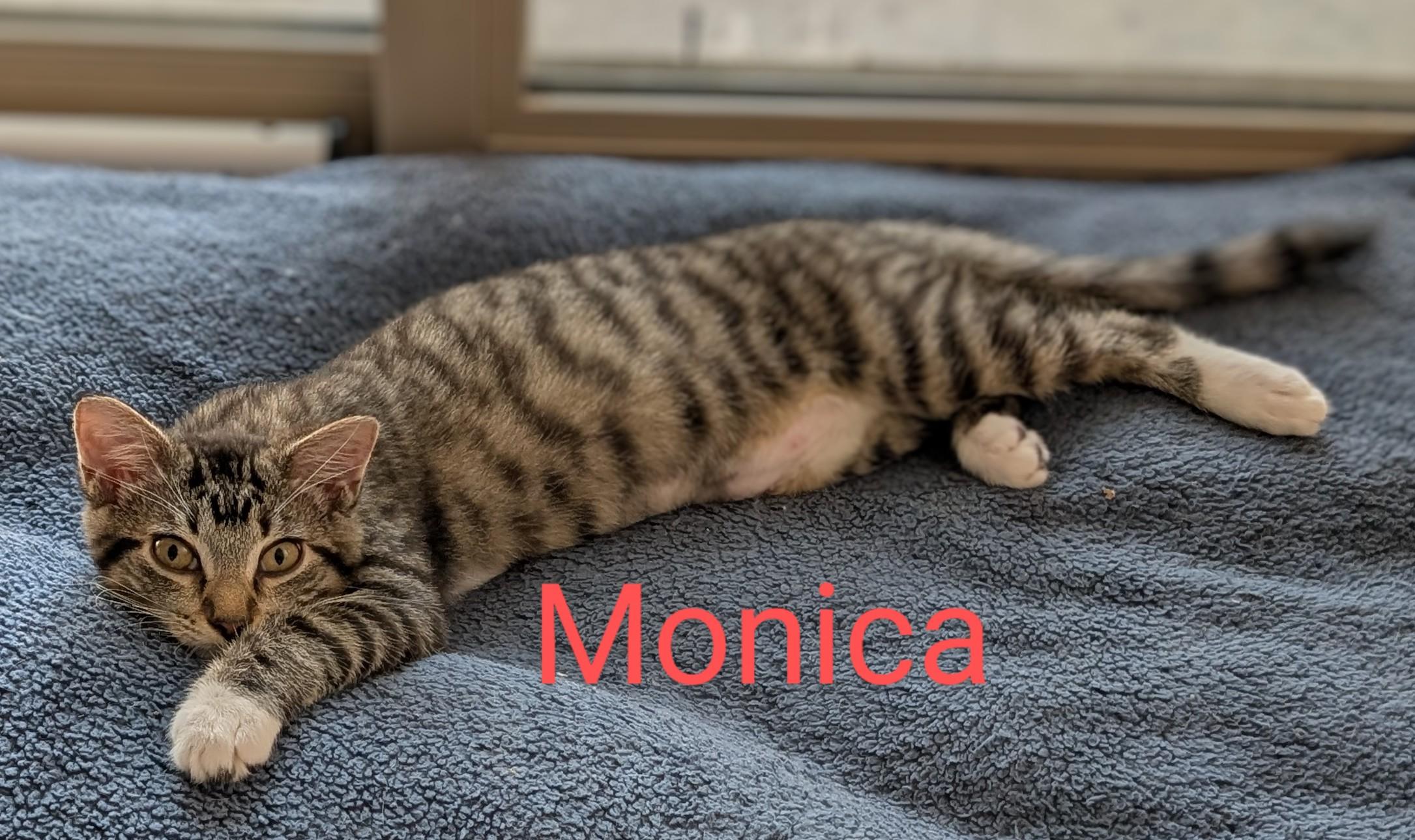Monica, a Adoptable Tabby in Frederick, MD image 4/5