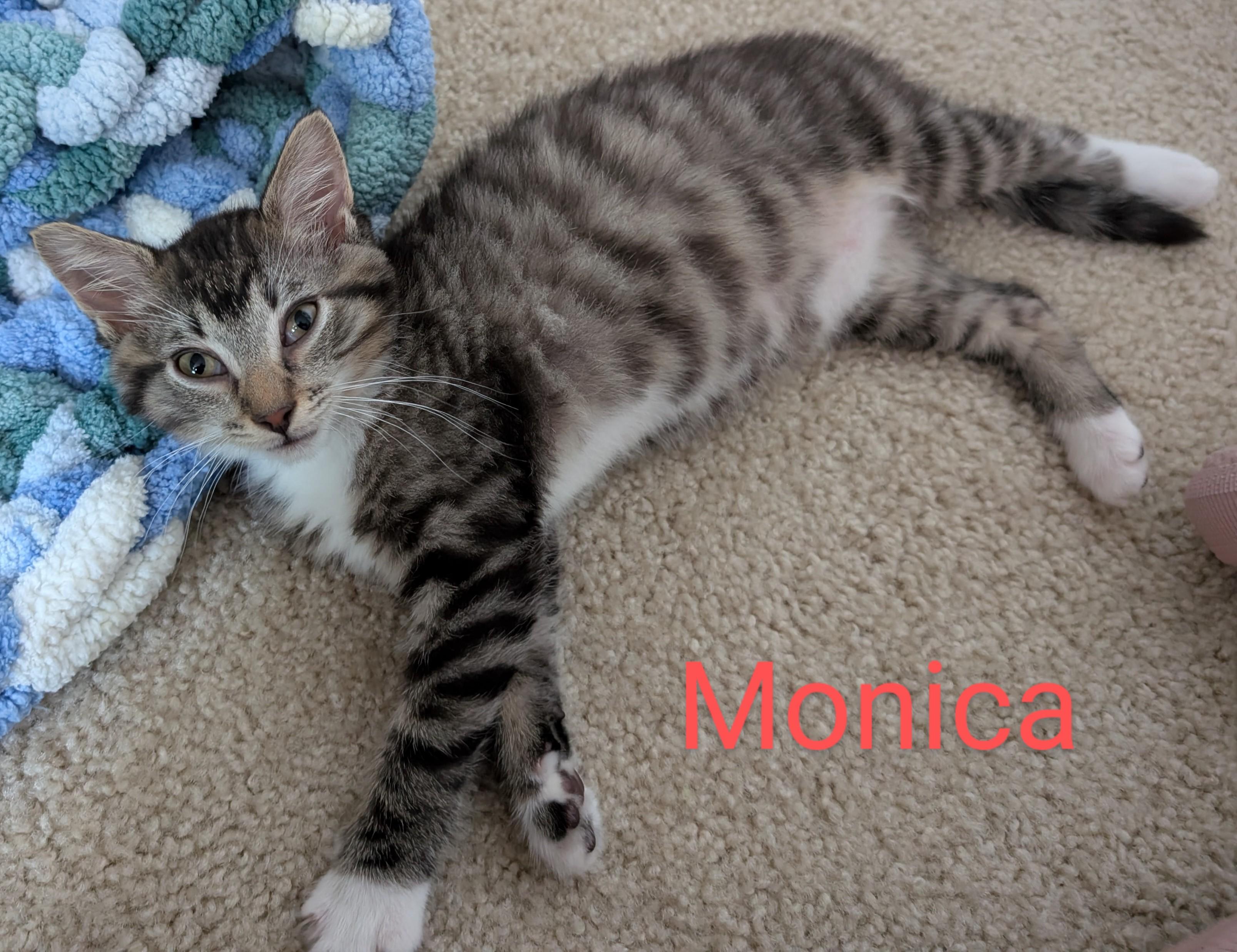 Monica, a Adoptable Tabby in Frederick, MD image 5/5