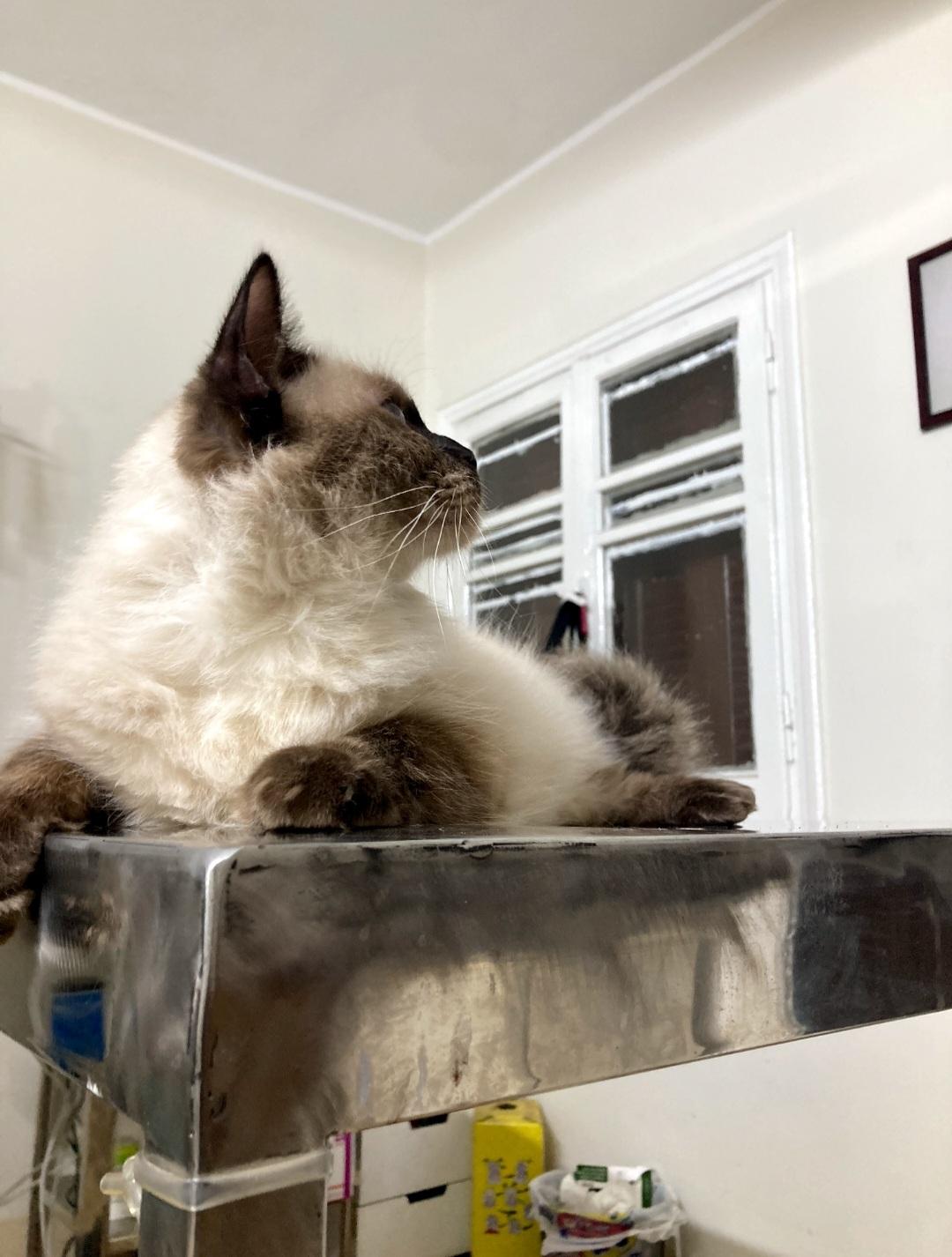 Alex and Kairo, a Adoptable mixed breed in North York, ON image 6/6