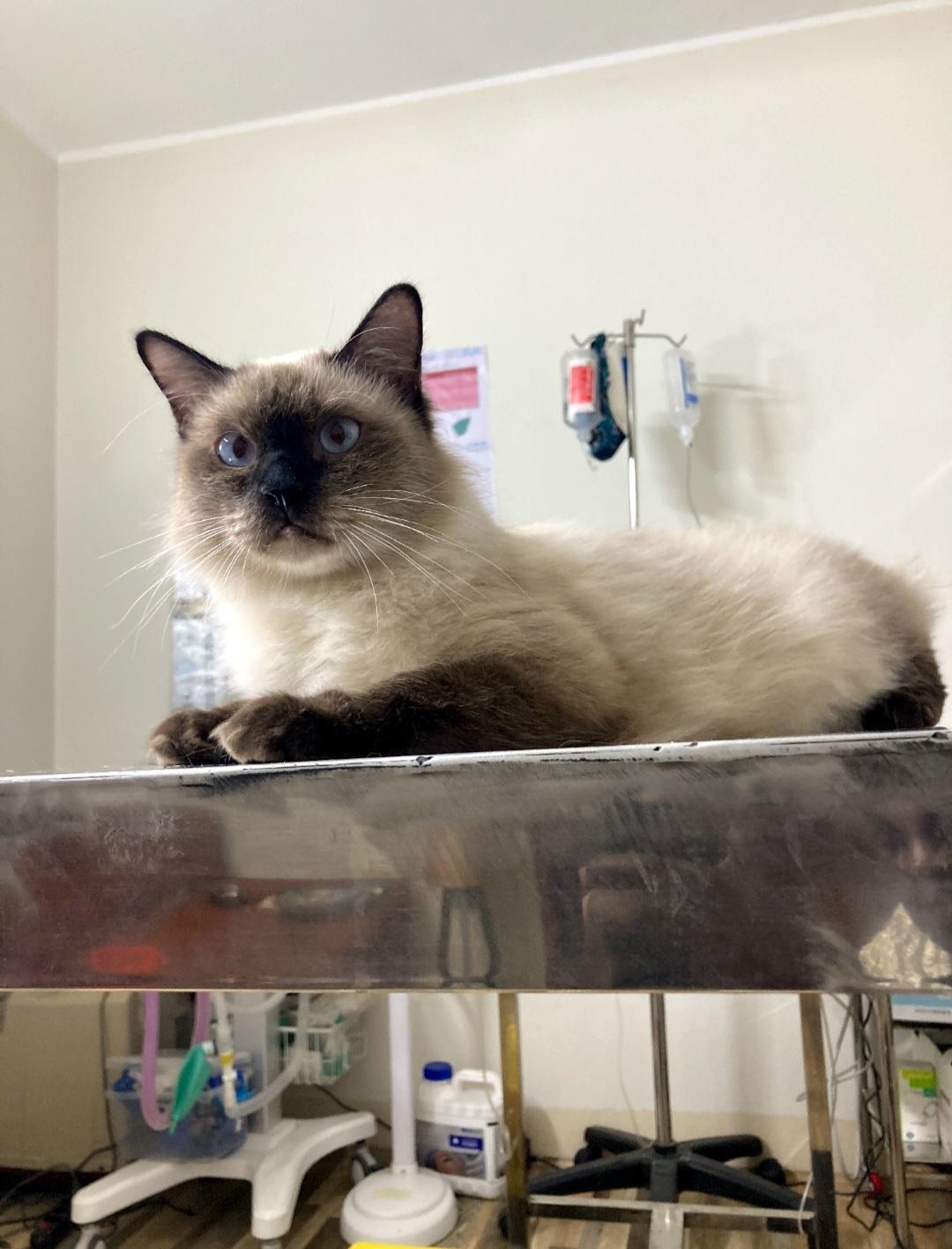 Alex and Kairo, a Adoptable mixed breed in North York, ON image 4/6