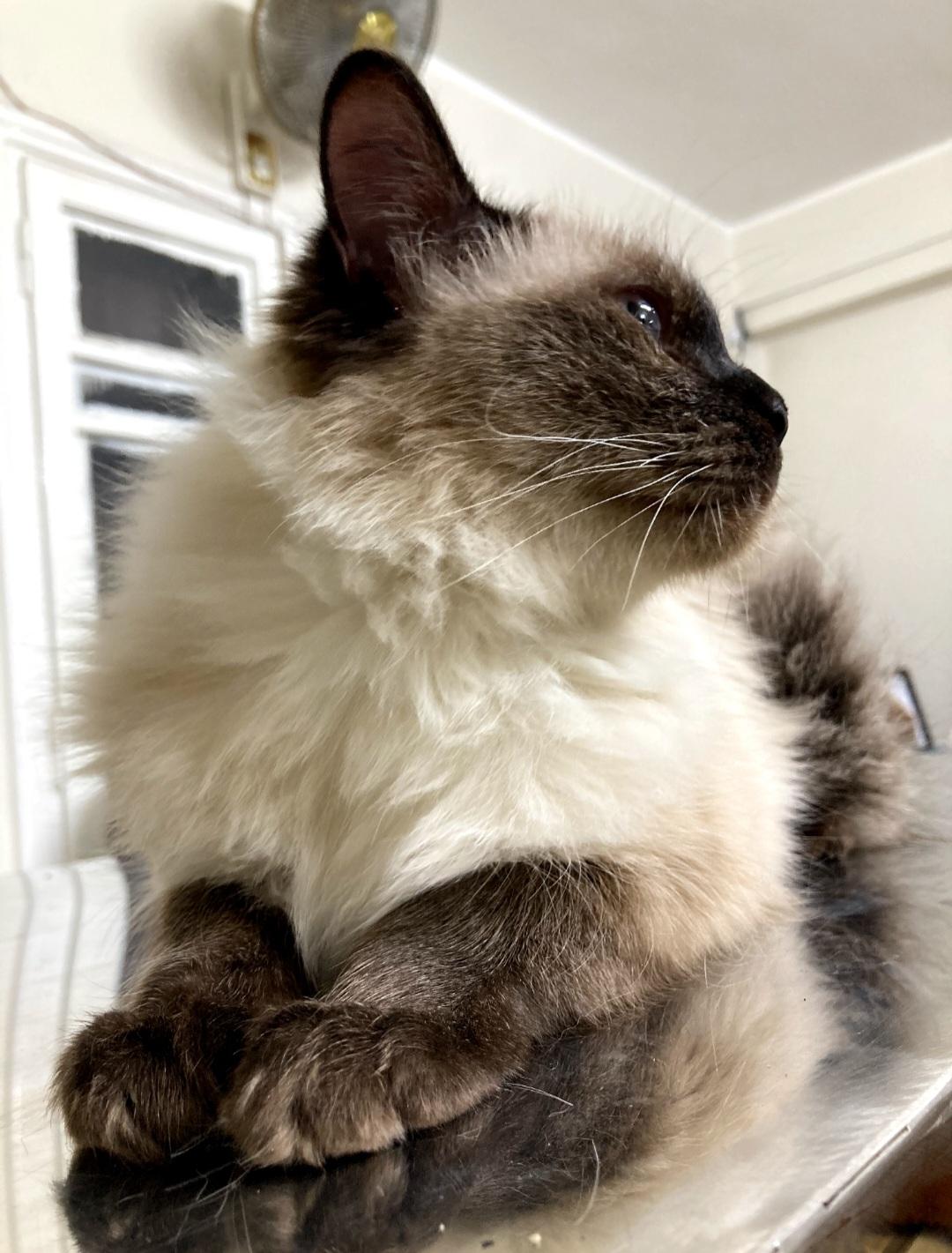 Alex and Kairo, a Adoptable mixed breed in North York, ON image 5/6