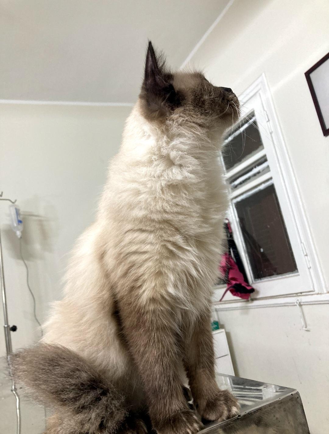 Alex and Kairo, a Adoptable mixed breed in North York, ON image 2/6