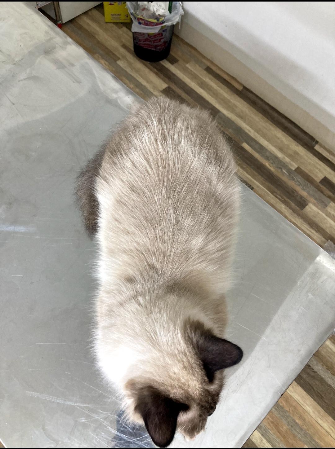 Alex and Kairo, a Adoptable mixed breed in North York, ON image 3/6