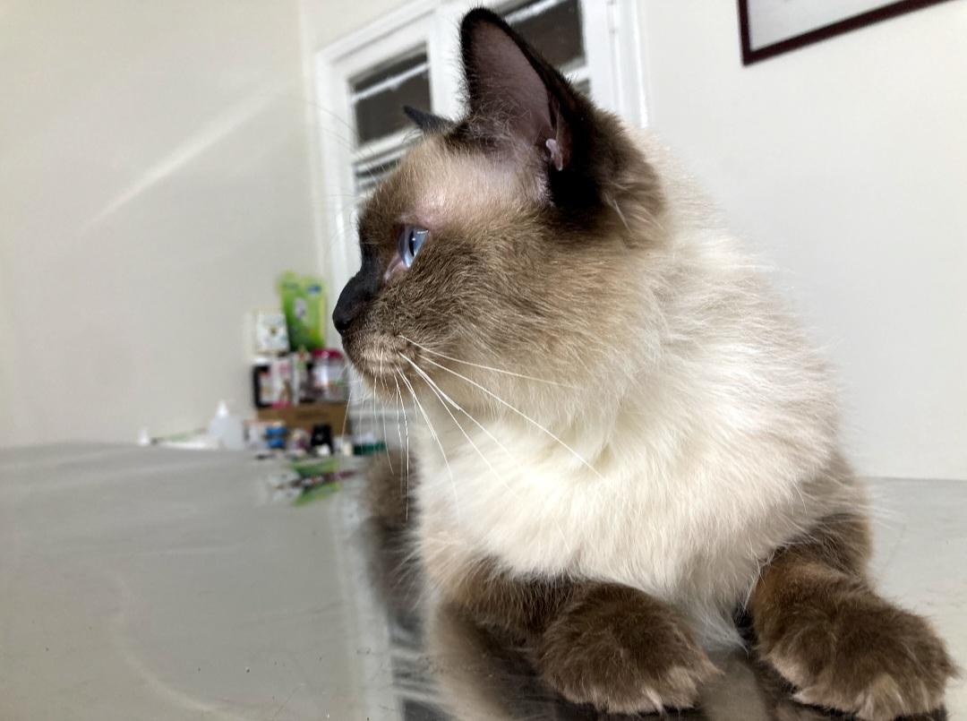 Alex and Kairo, Adoptable, Adult Male Balinese.