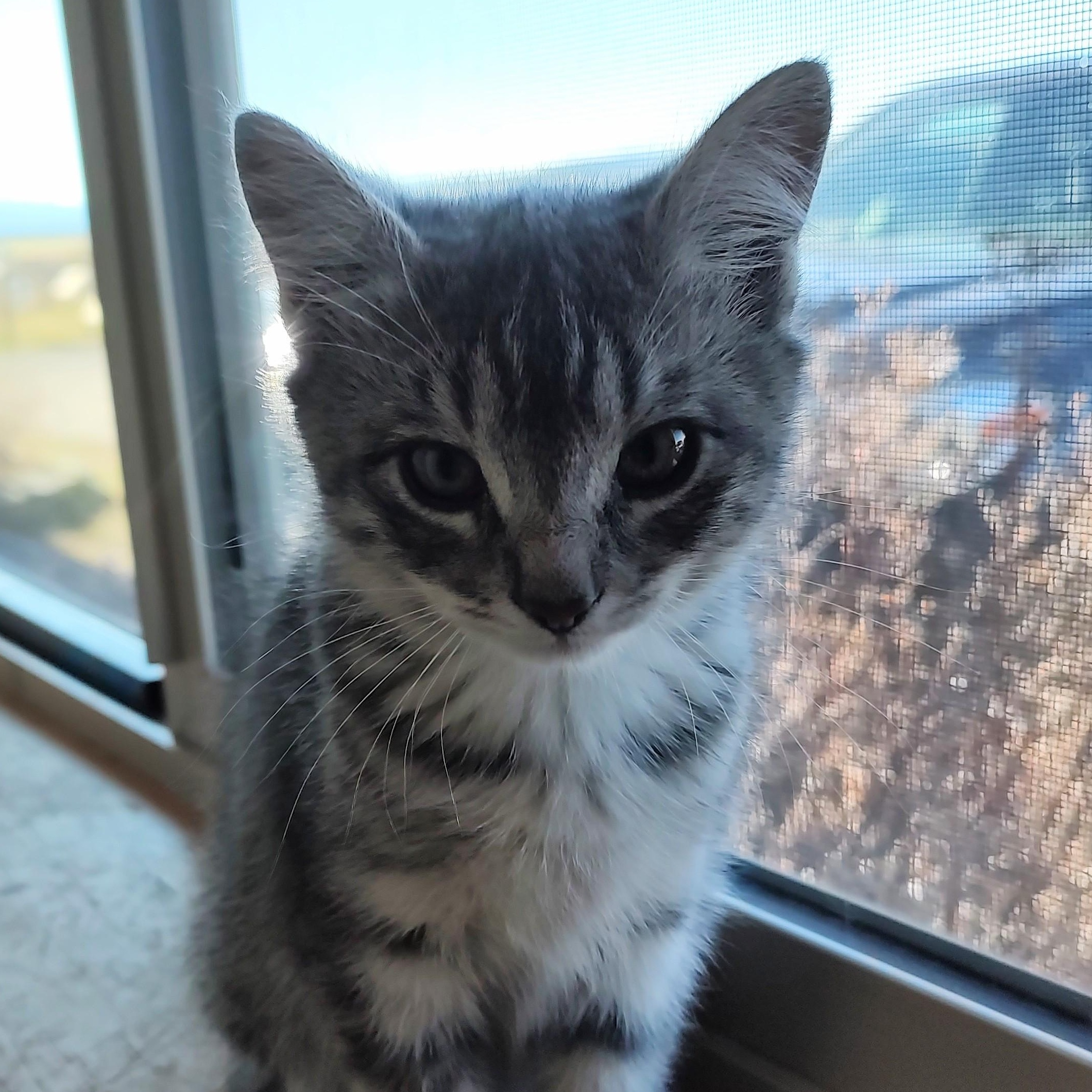 Whiskey, Adoptable, Kitten Male Tabby.