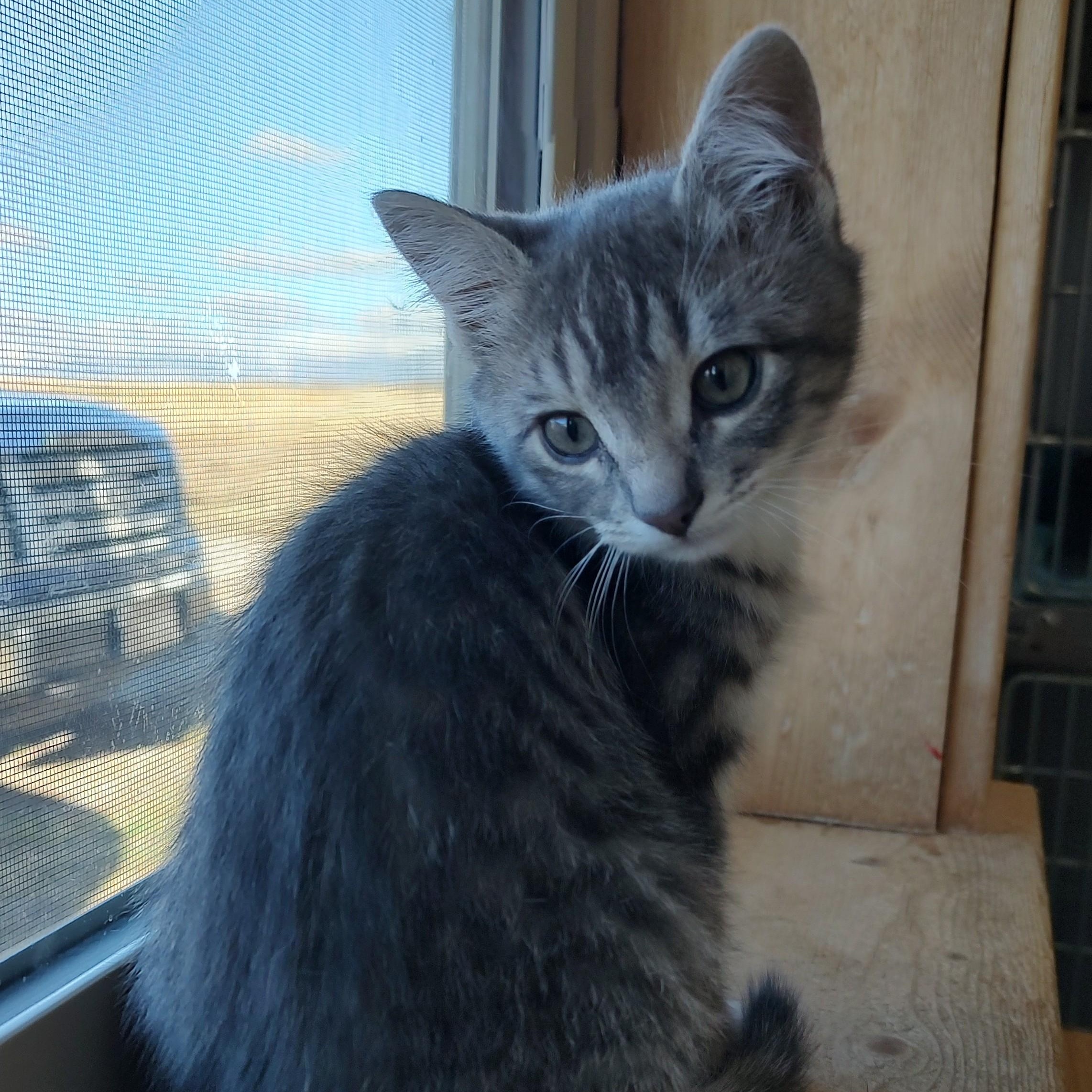 Enlarge Whiskey, an adopted Tabby in Driggs, ID image 2/3