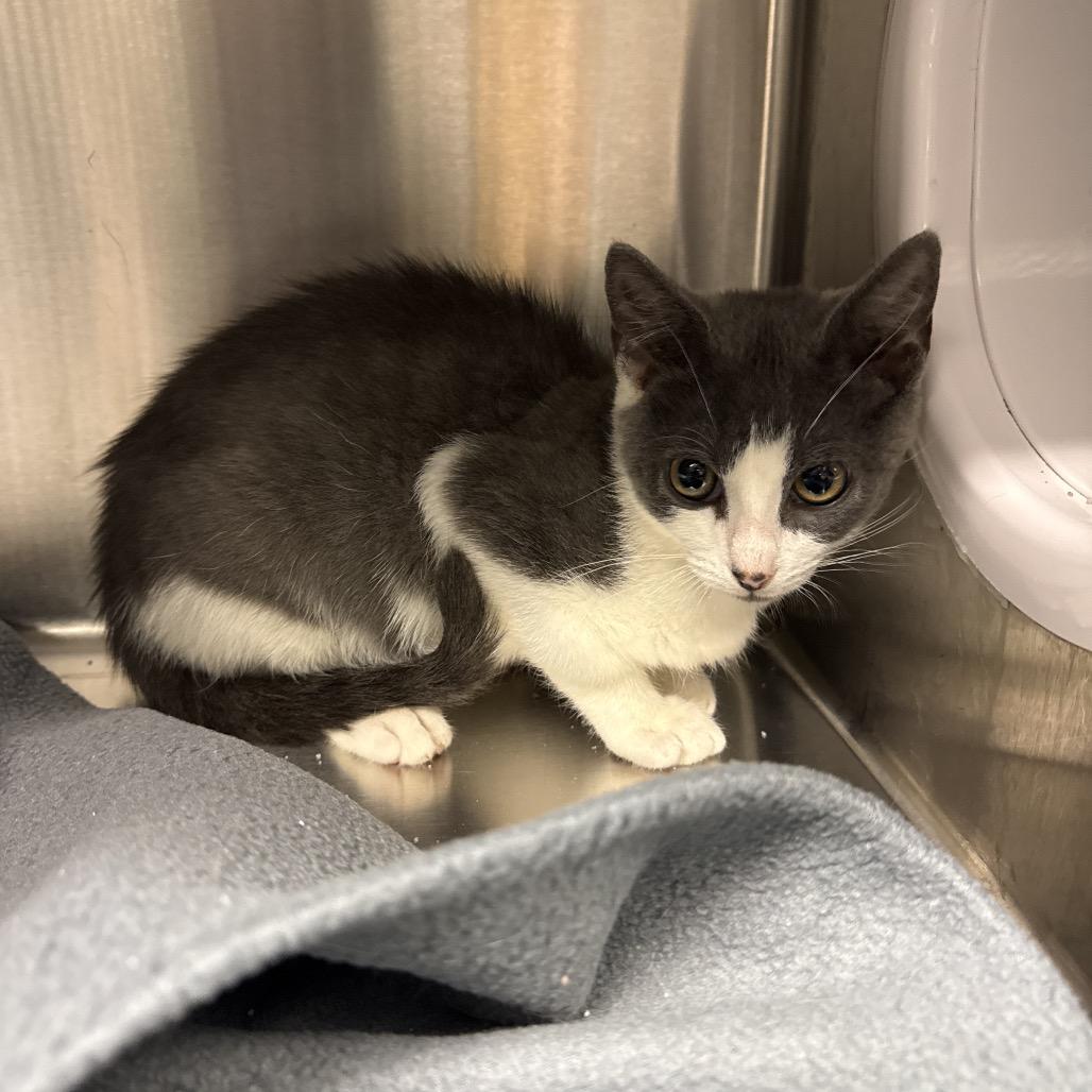 Meowie, Adoptable, Kitten Male Domestic Short Hair.