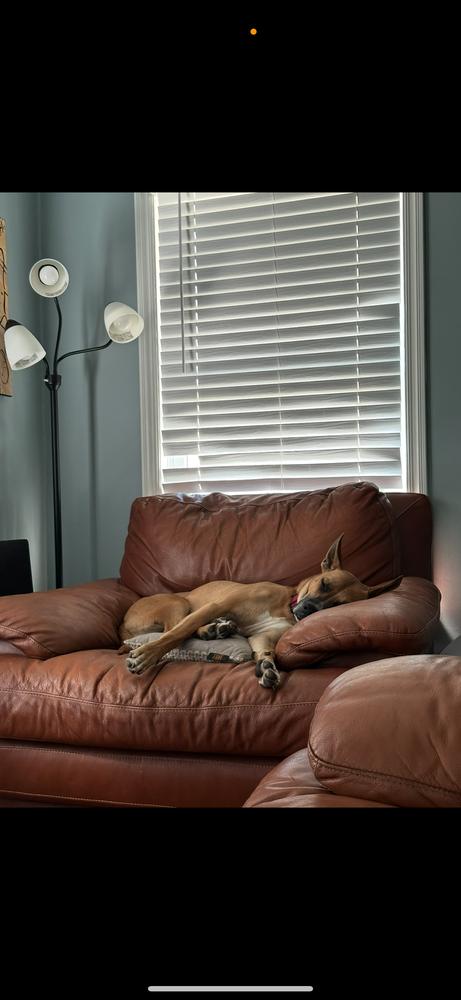 CD PJ, Adoptable, Adult Male Carolina Dog.