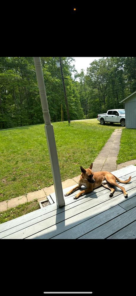 CD PJ, a Adoptable mixed breed in Aurora, IN image 2/3