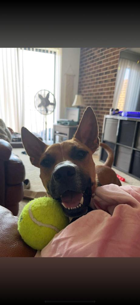 CD PJ, a Adoptable mixed breed in Aurora, IN image 3/3