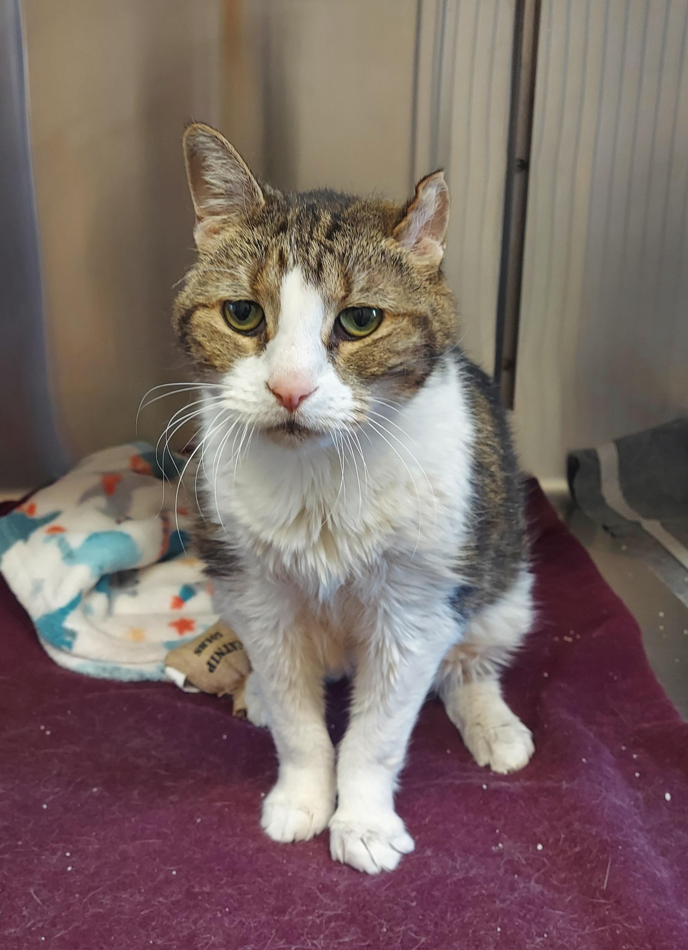 Delilah #10, ADOPTABLE, Senior Female Domestic Short Hair.