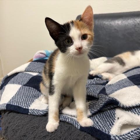 Enlarge Truffle, an adopted Calico in Centralia, IL image 1/1