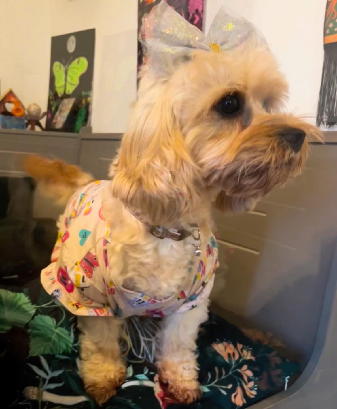 Dog for adoption Cali, a Cavalier King Charles Spaniel & Poodle Mix in New Palestine, IN