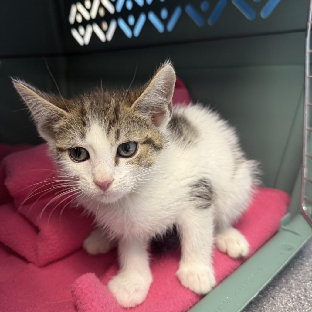 Juno, Adoptable, Kitten Male Domestic Short Hair.