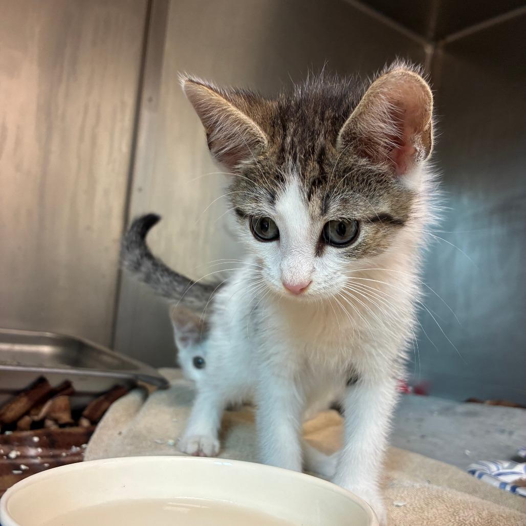 Enlarge Juno, a Adoptable Domestic Short Hair in Mebane, NC image 2/4