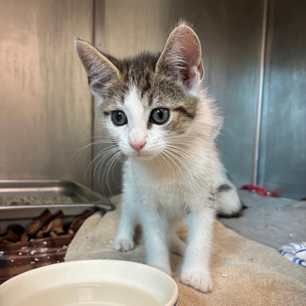 Enlarge Juno, a Adoptable Domestic Short Hair in Mebane, NC image 3/4