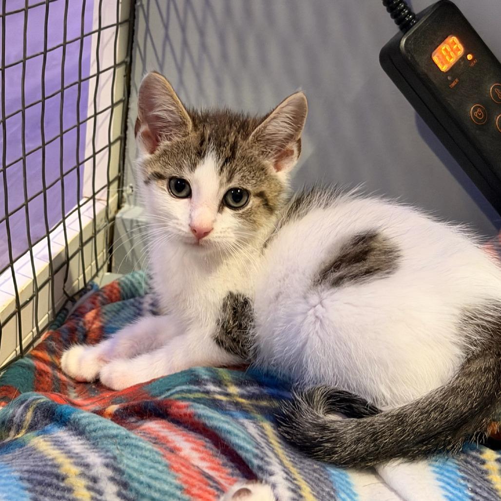 Enlarge Juno, a Adoptable Domestic Short Hair in Mebane, NC image 4/4