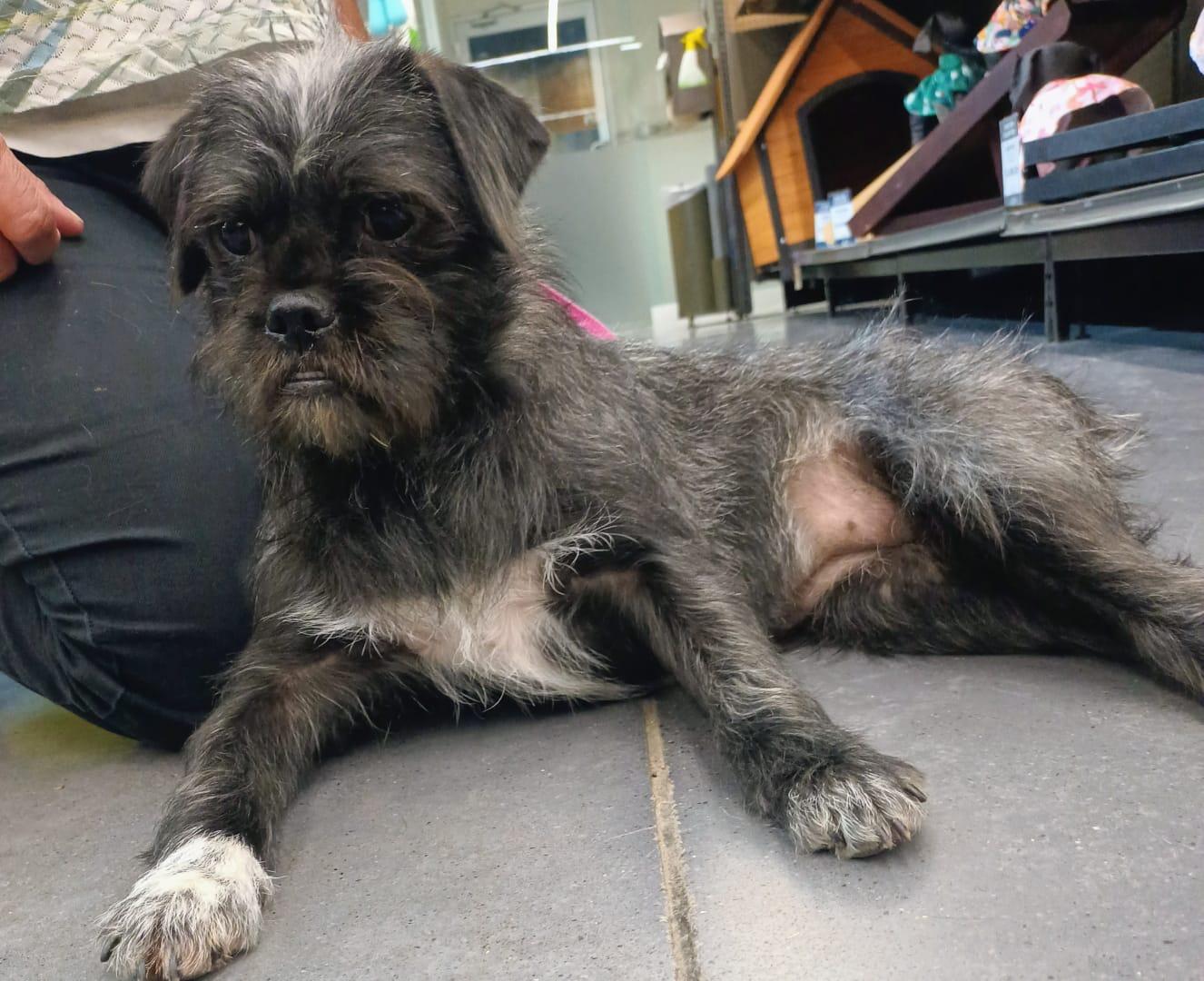 Enlarge Trixie, a ADOPTABLE mixed breed in San Diego, CA image 2/6