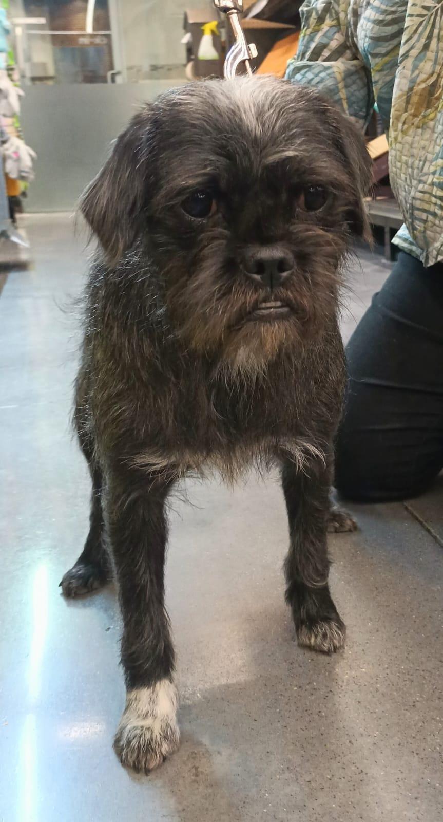 Enlarge Trixie, a ADOPTABLE mixed breed in San Diego, CA image 6/6