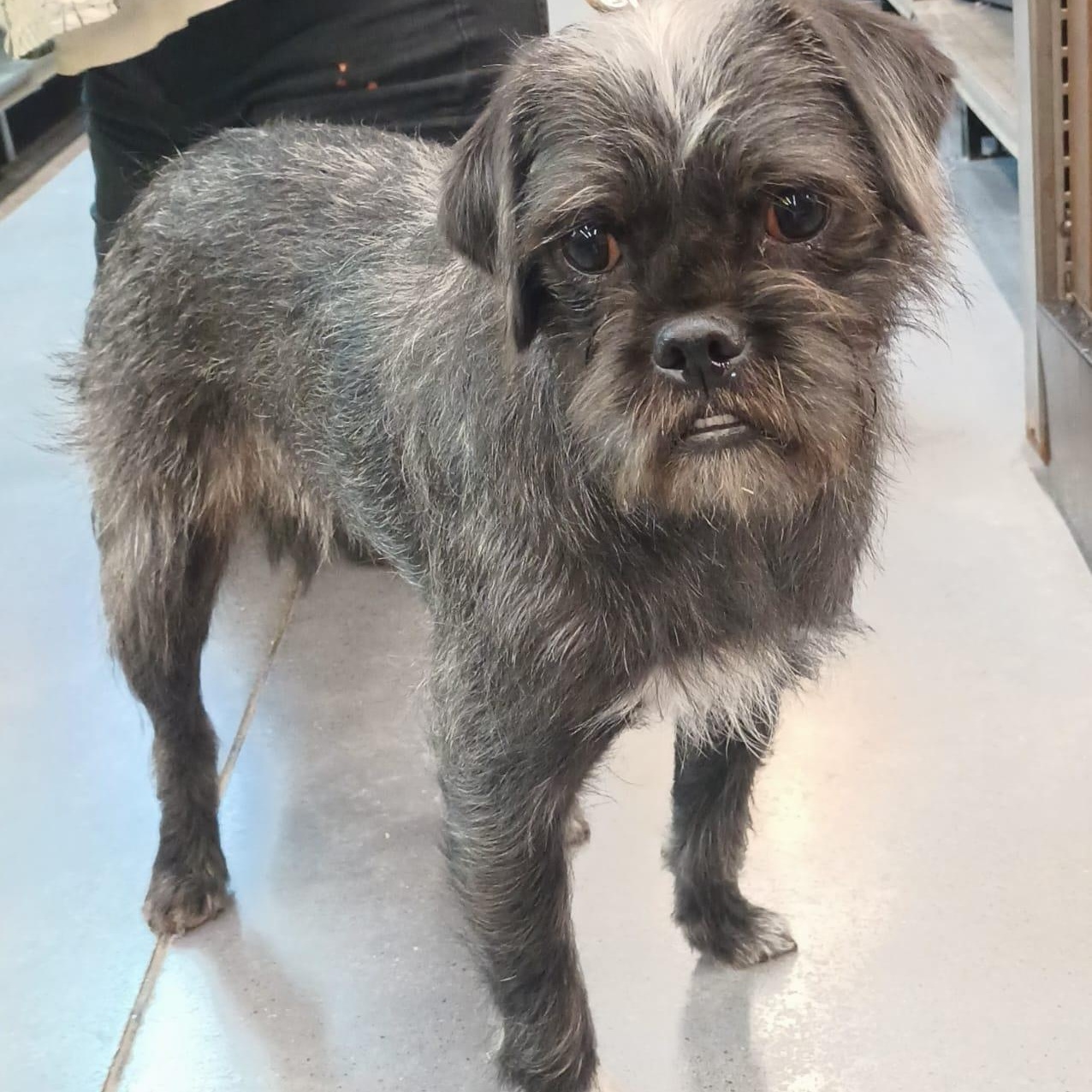 Trixie, ADOPTABLE, Puppy Female Pug & Shih Tzu.