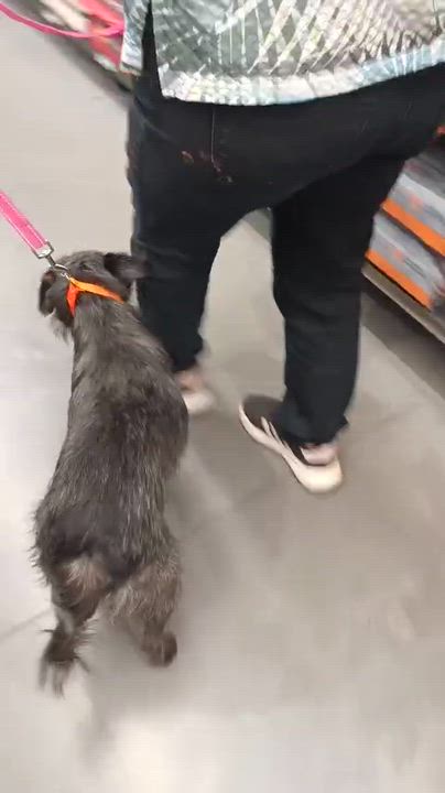 Enlarge Trixie, a ADOPTABLE mixed breed in San Diego, CA video 5/6