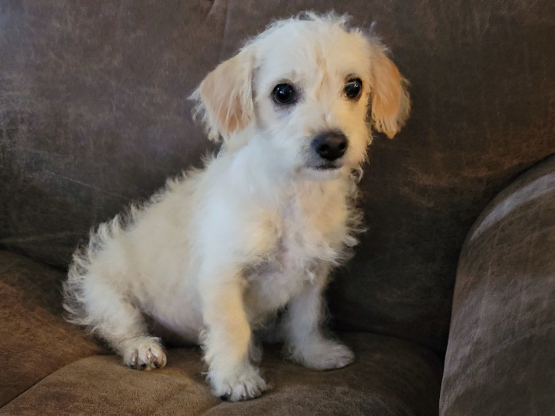 Buffy, Adopted, Puppy Female Maltipoo & Terrier.