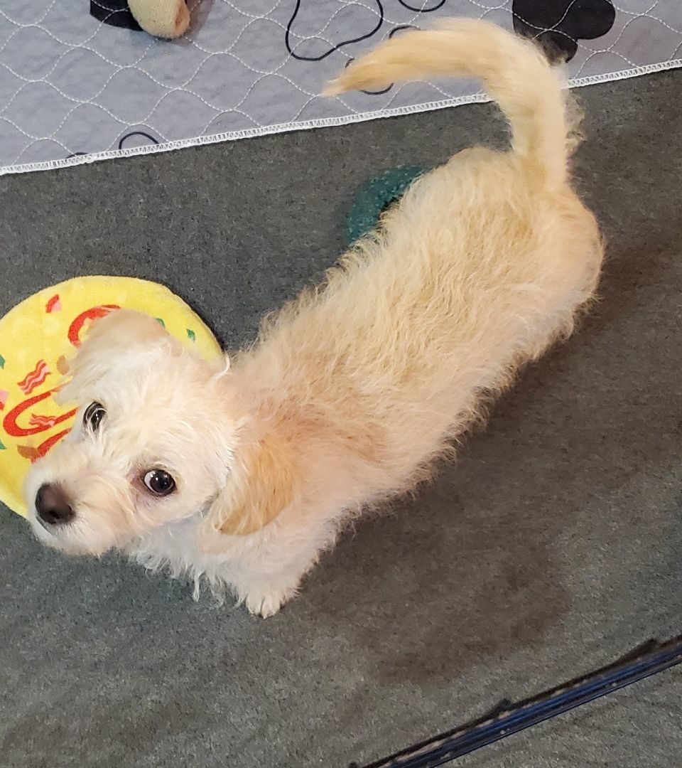 Buffy, a Adopted mixed breed image 3/8