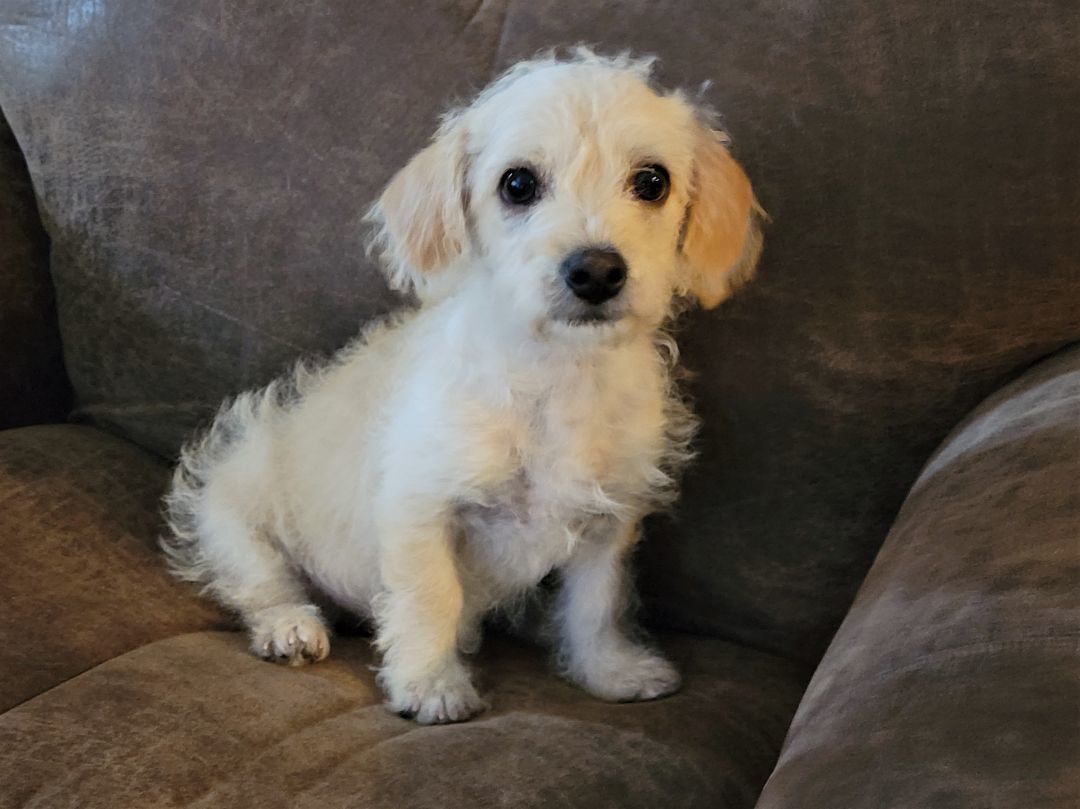 Buffy, a Adopted mixed breed image 4/8