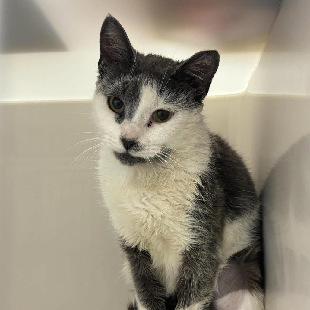 Enlarge Cece, a Adoptable Domestic Short Hair in Rocky Mount, VA image 1/1