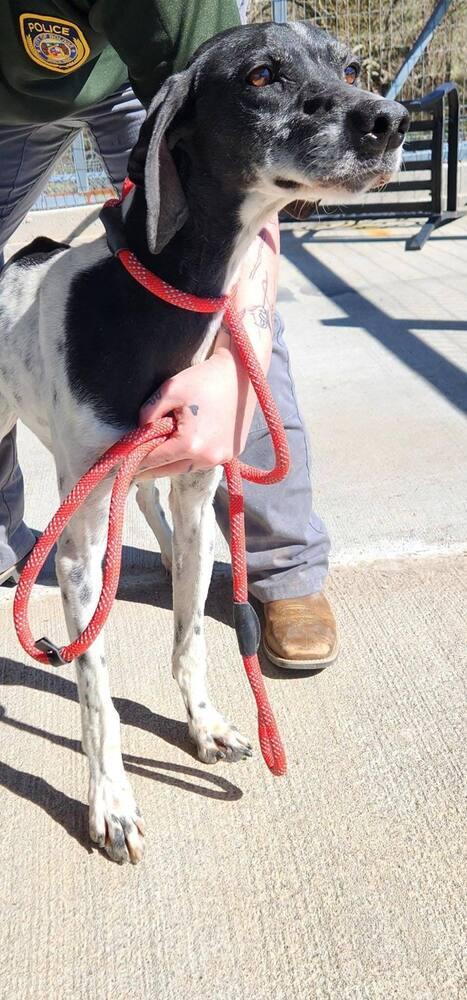 Enlarge Dixie, a Adoptable mixed breed in Bolivar, MO image 1/1