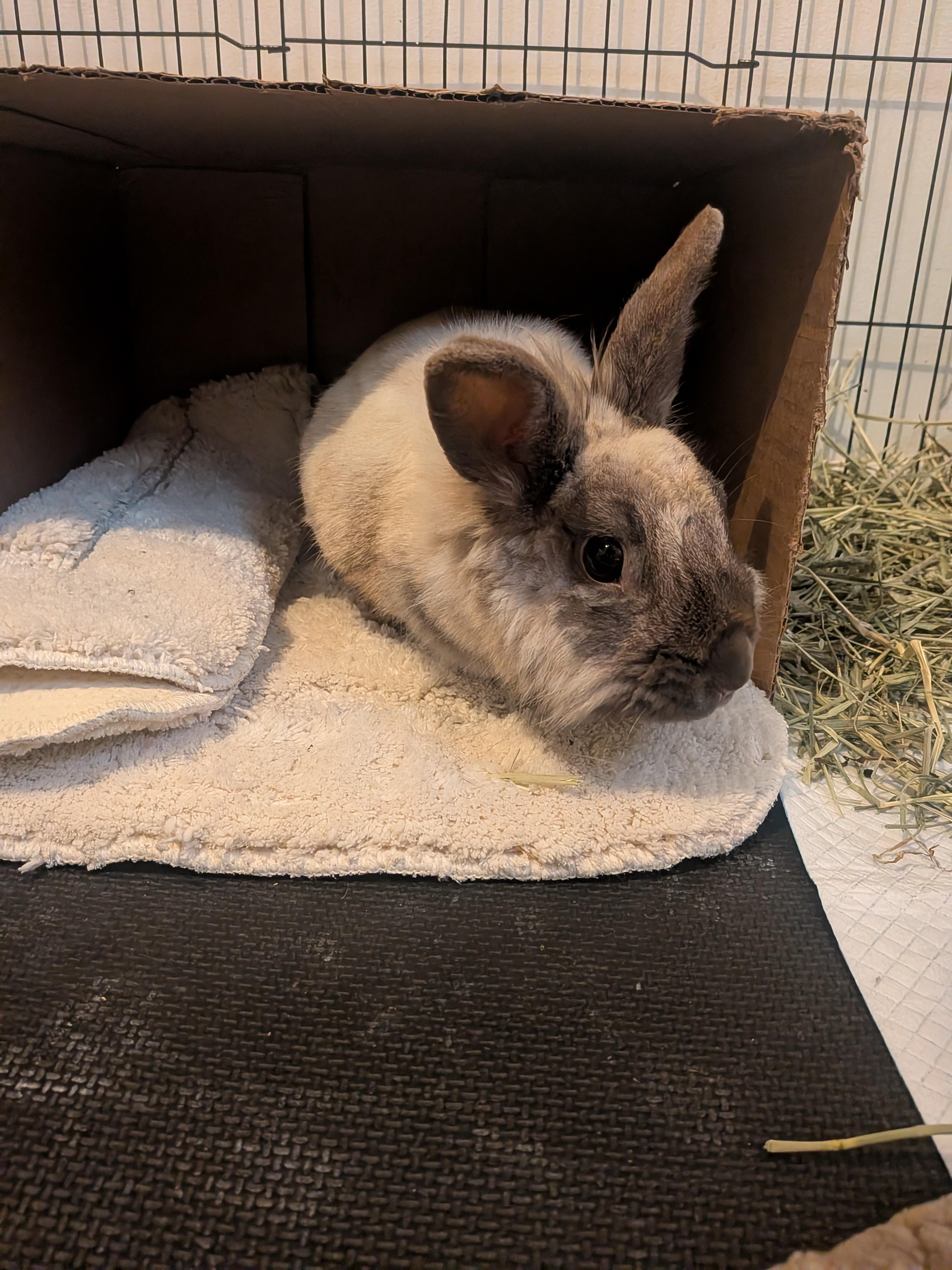 Ivy, Adoptable, Young Female Lionhead.