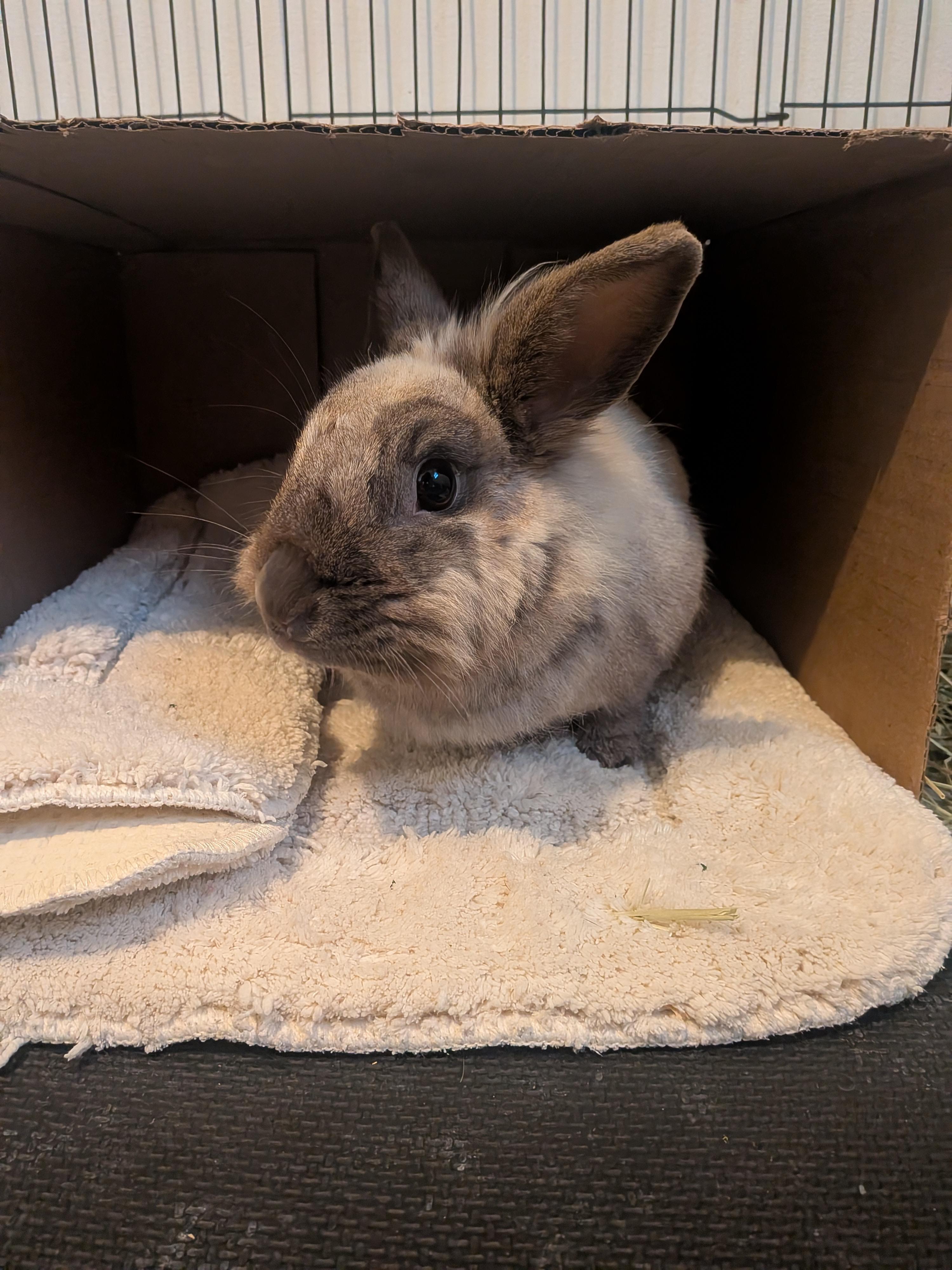 Ivy, a Adoptable Lionhead in Grand Rapids, MI image 2/2