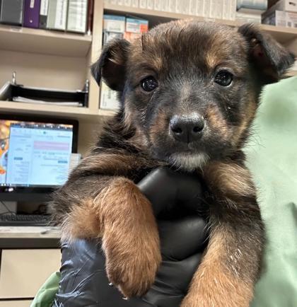 Enlarge Rain, a ADOPTABLE mixed breed in Flagstaff, AZ image 1/1