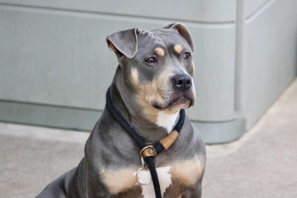 Enlarge Khaleesi, a Adoptable mixed breed in Staten Island, NY image 1/1