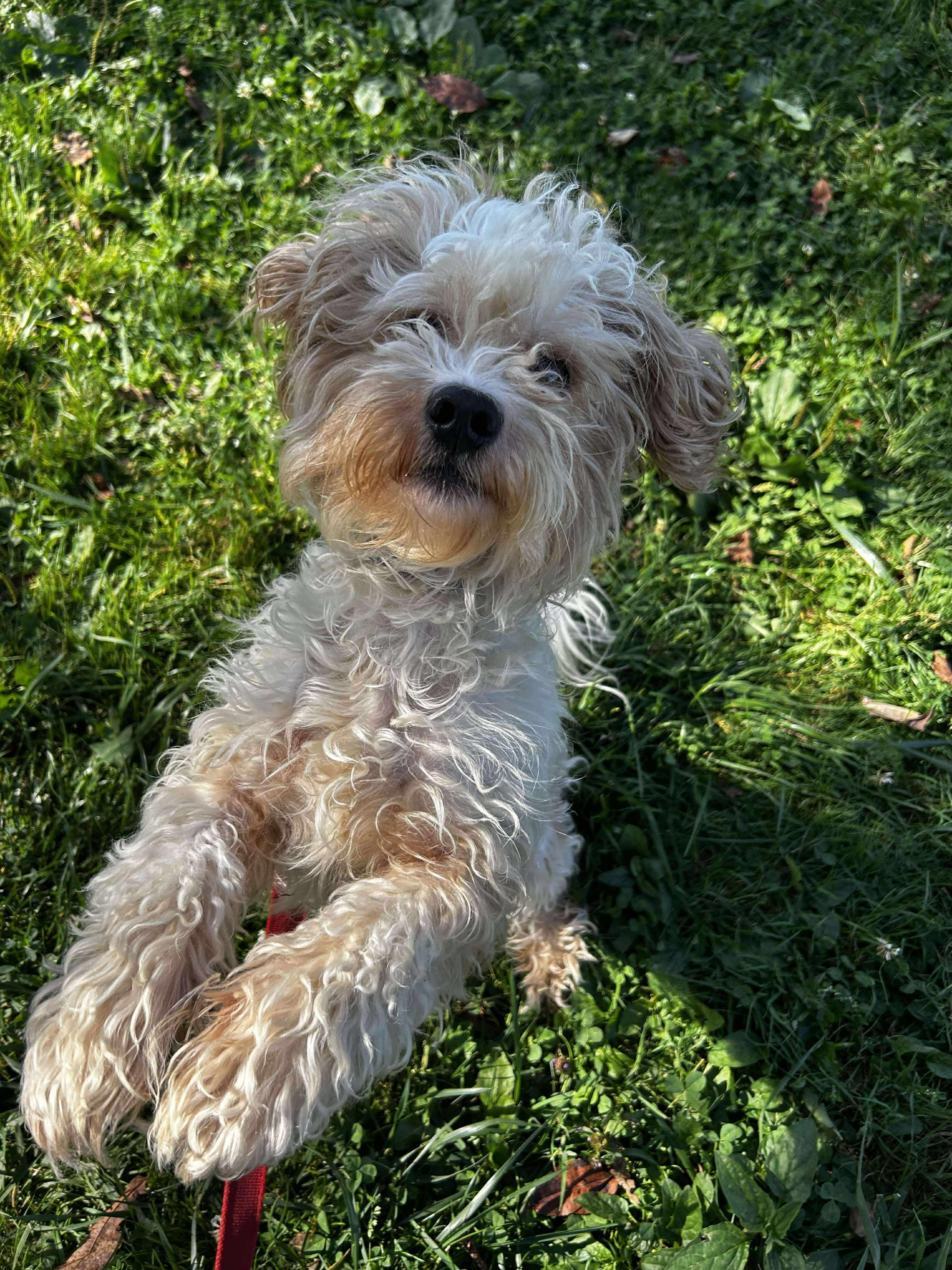Hops, Adoptable, Young Male Miniature Poodle.