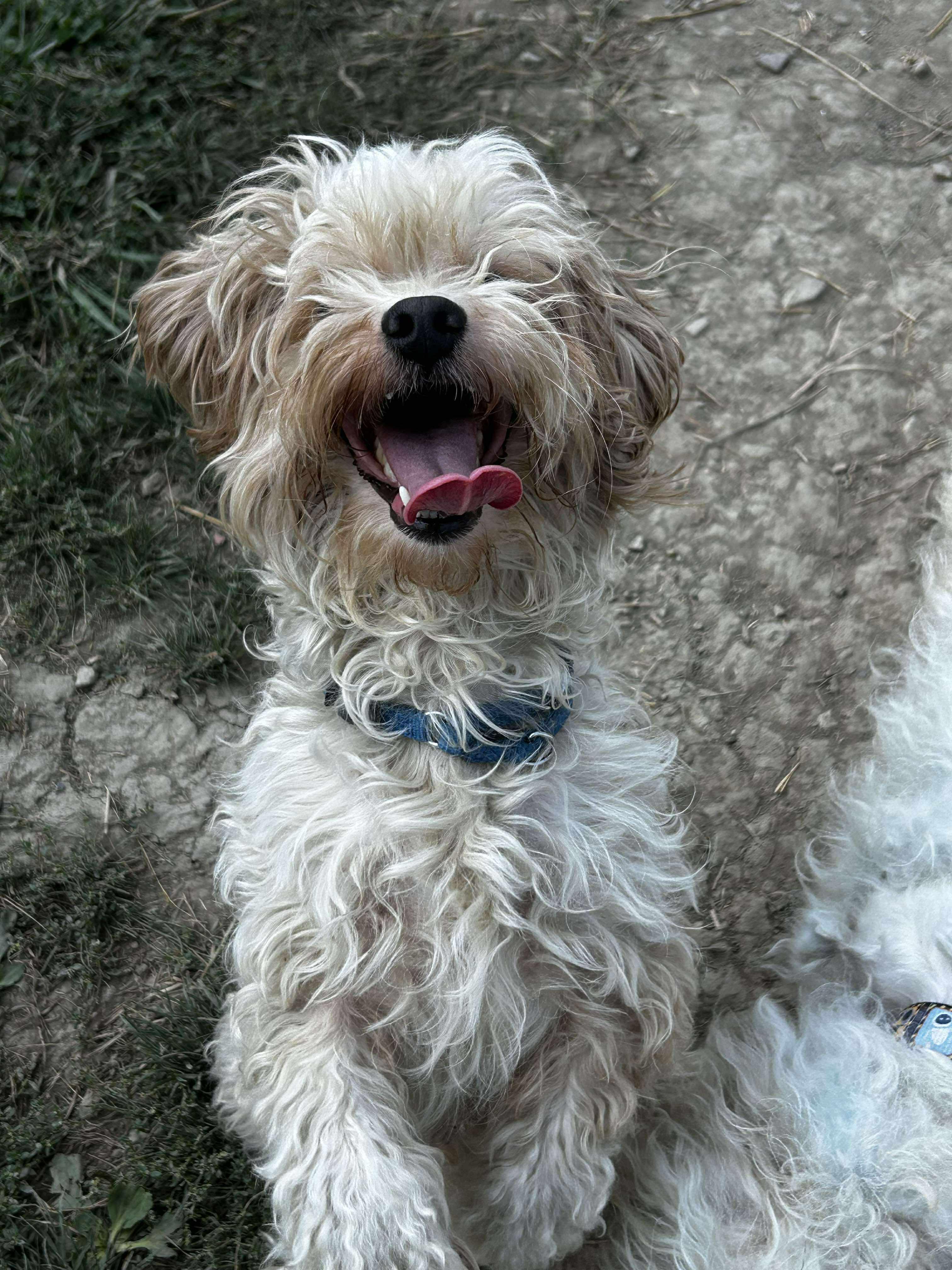Hops, a Adoptable mixed breed in Brunswick, OH image 4/6