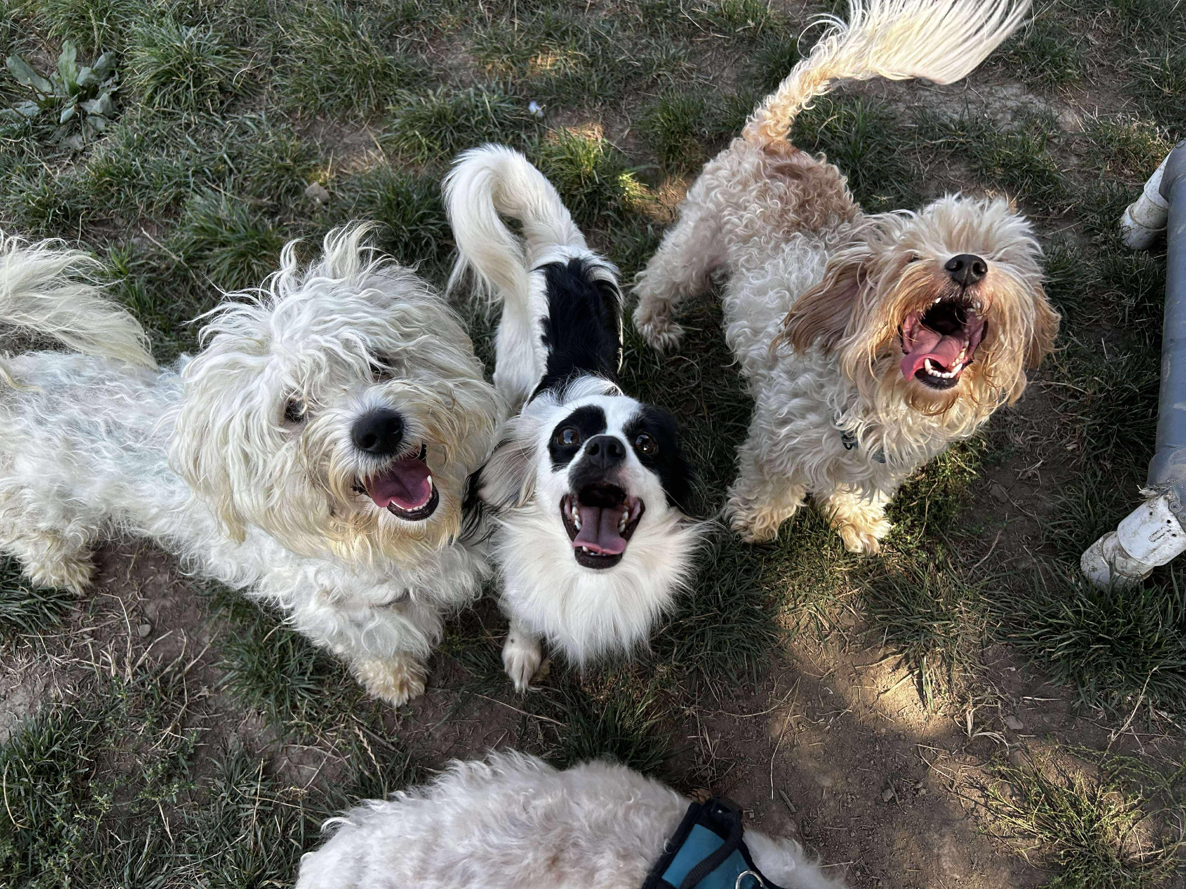 Hops, a Adoptable mixed breed in Brunswick, OH image 6/6