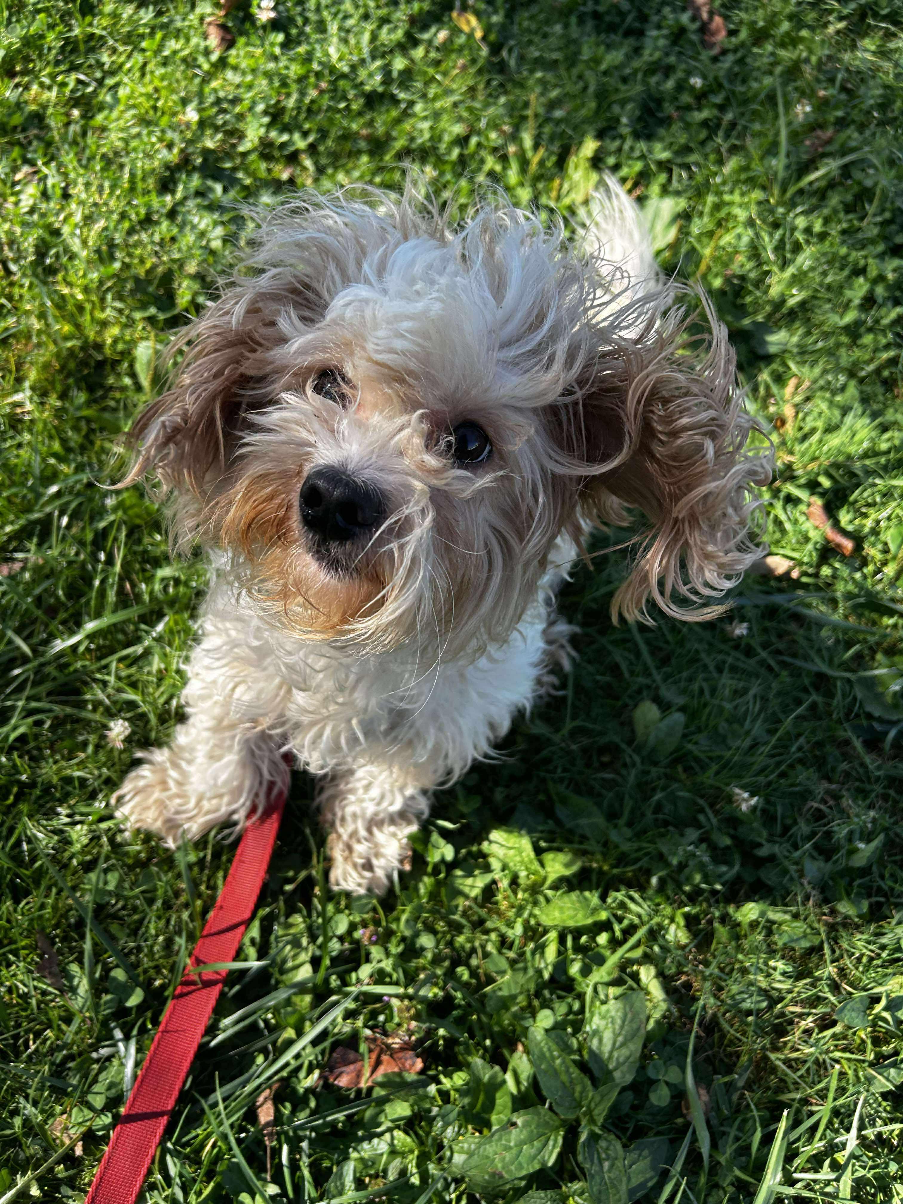 Hops, a Adoptable mixed breed in Brunswick, OH image 2/6