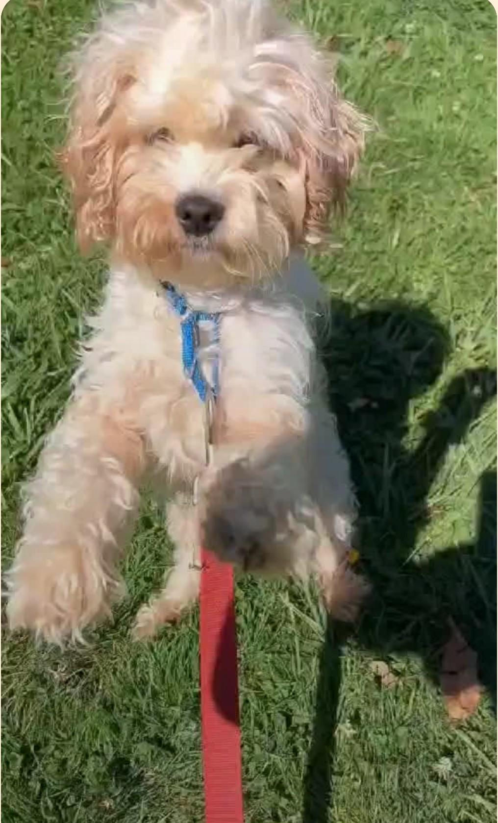Hops, a Adoptable mixed breed in Brunswick, OH image 5/6