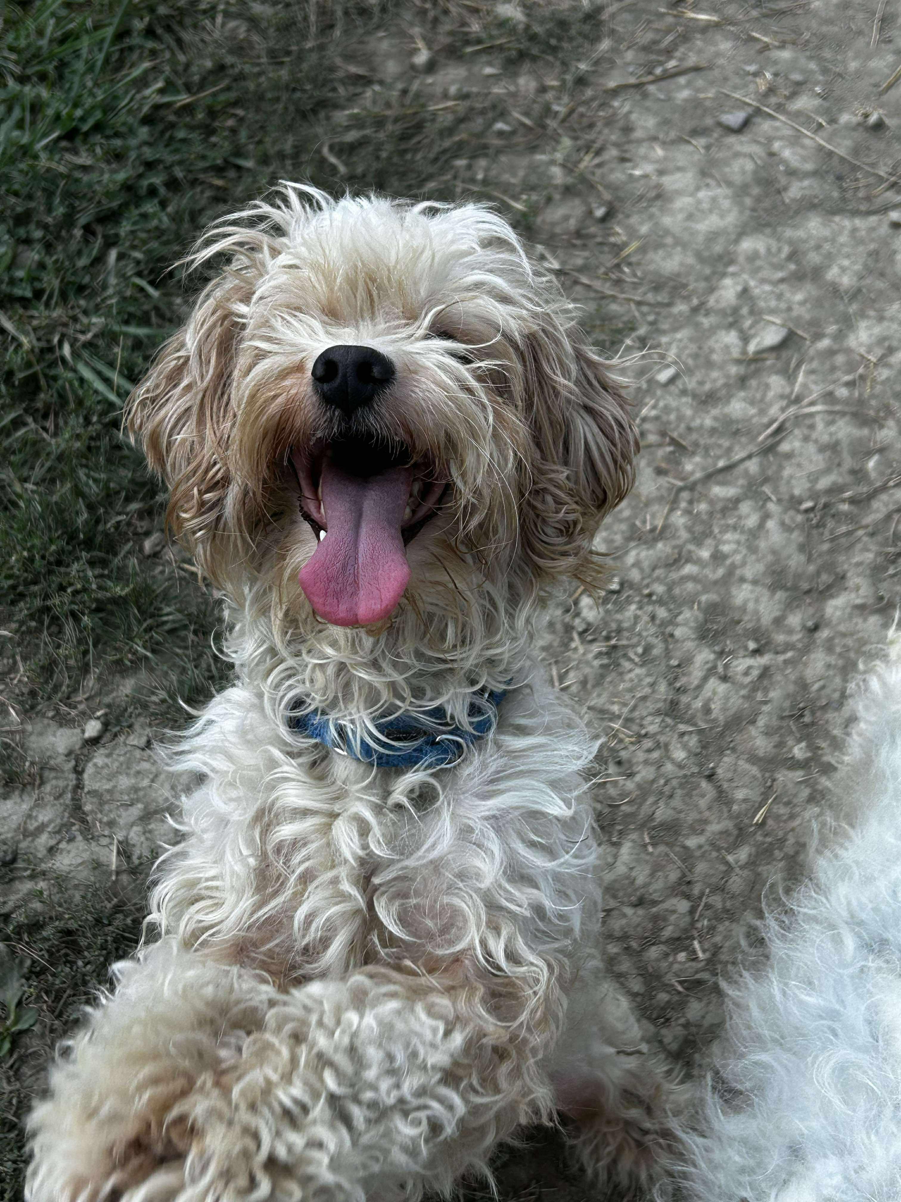 Hops, a Adoptable mixed breed in Brunswick, OH image 3/6