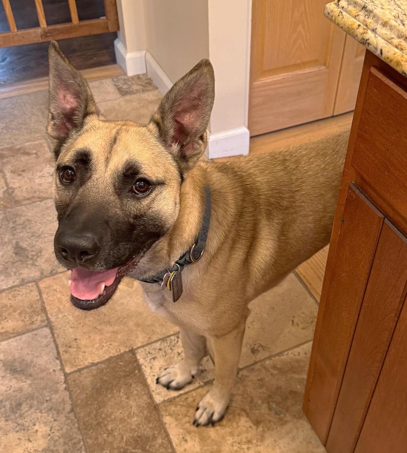 Enlarge Arnold, a Adoptable mixed breed in Northville, MI image 4/5