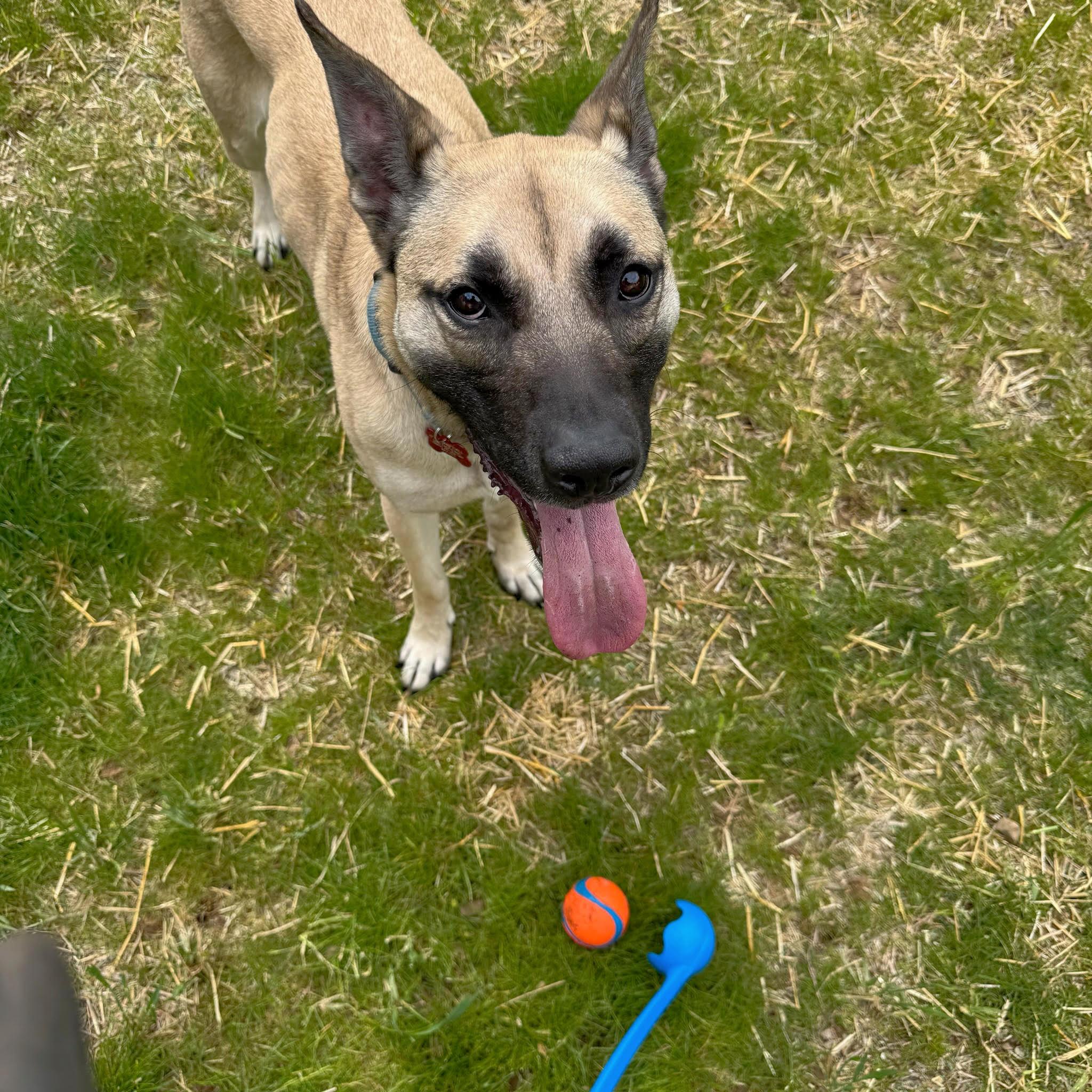 Enlarge Arnold, a Adoptable mixed breed in Northville, MI image 5/5