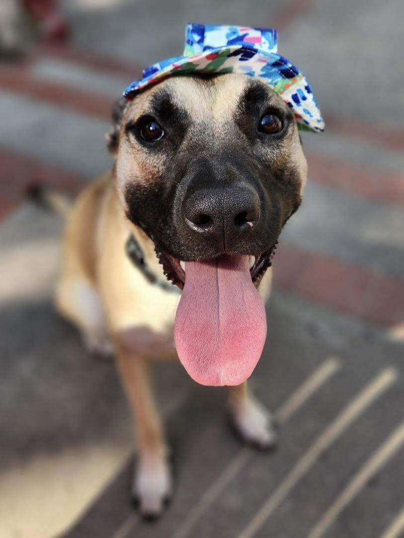 Arnold, a Adoptable mixed breed in Northville, MI image 1/5