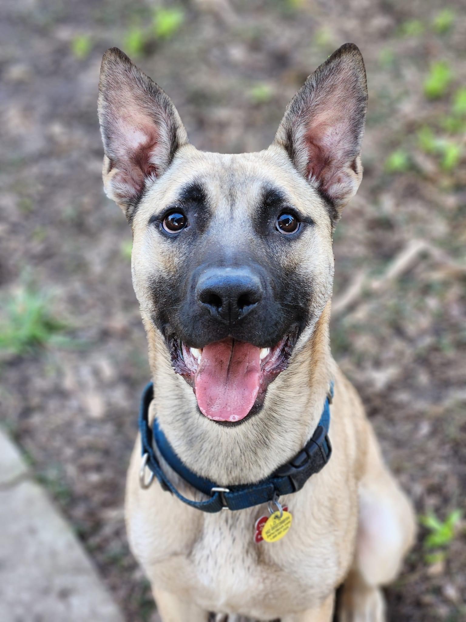 Arnold, Adoptable, Adult Male Shepherd.