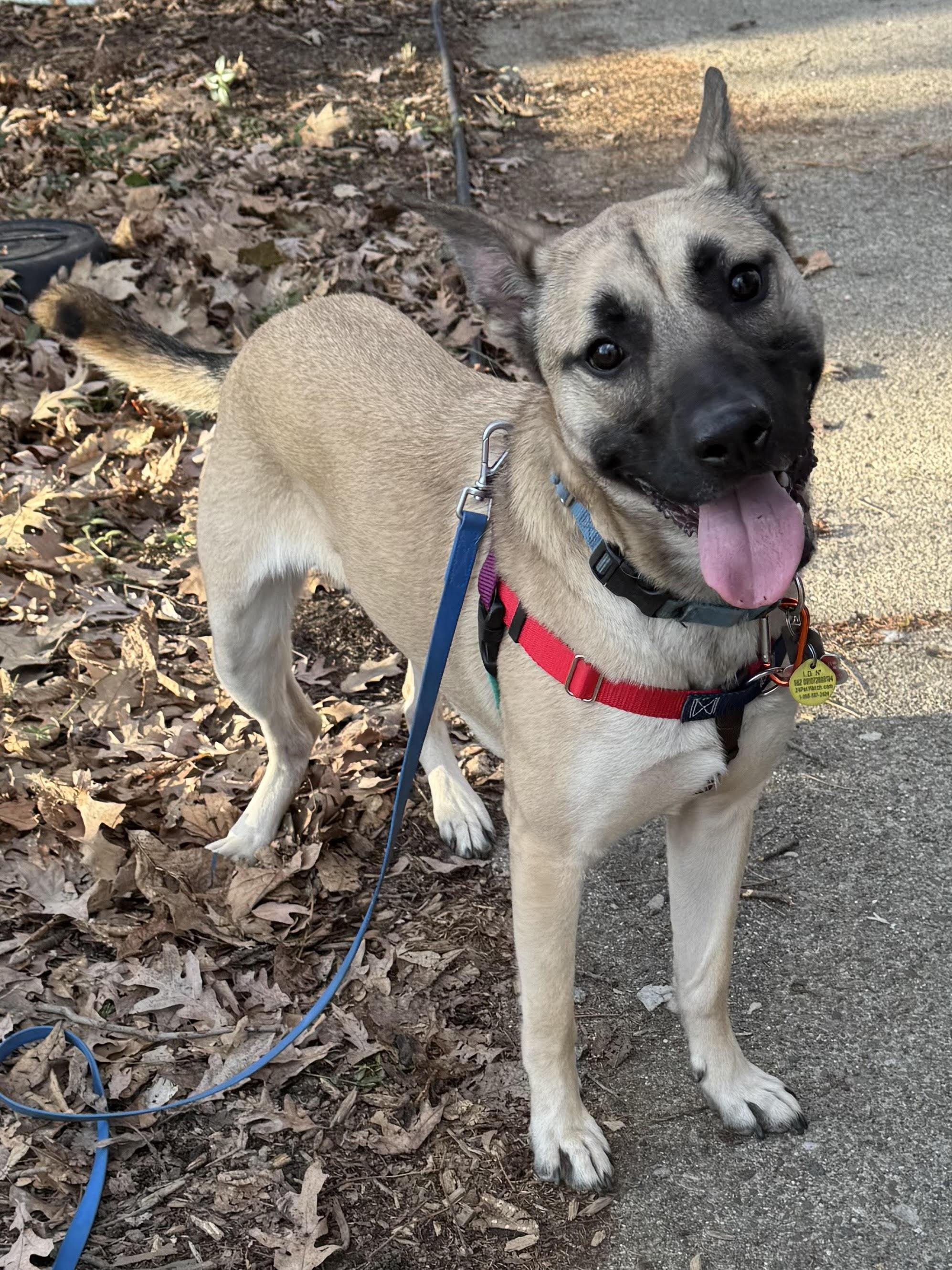 Arnold, a Adoptable mixed breed in Northville, MI image 2/5