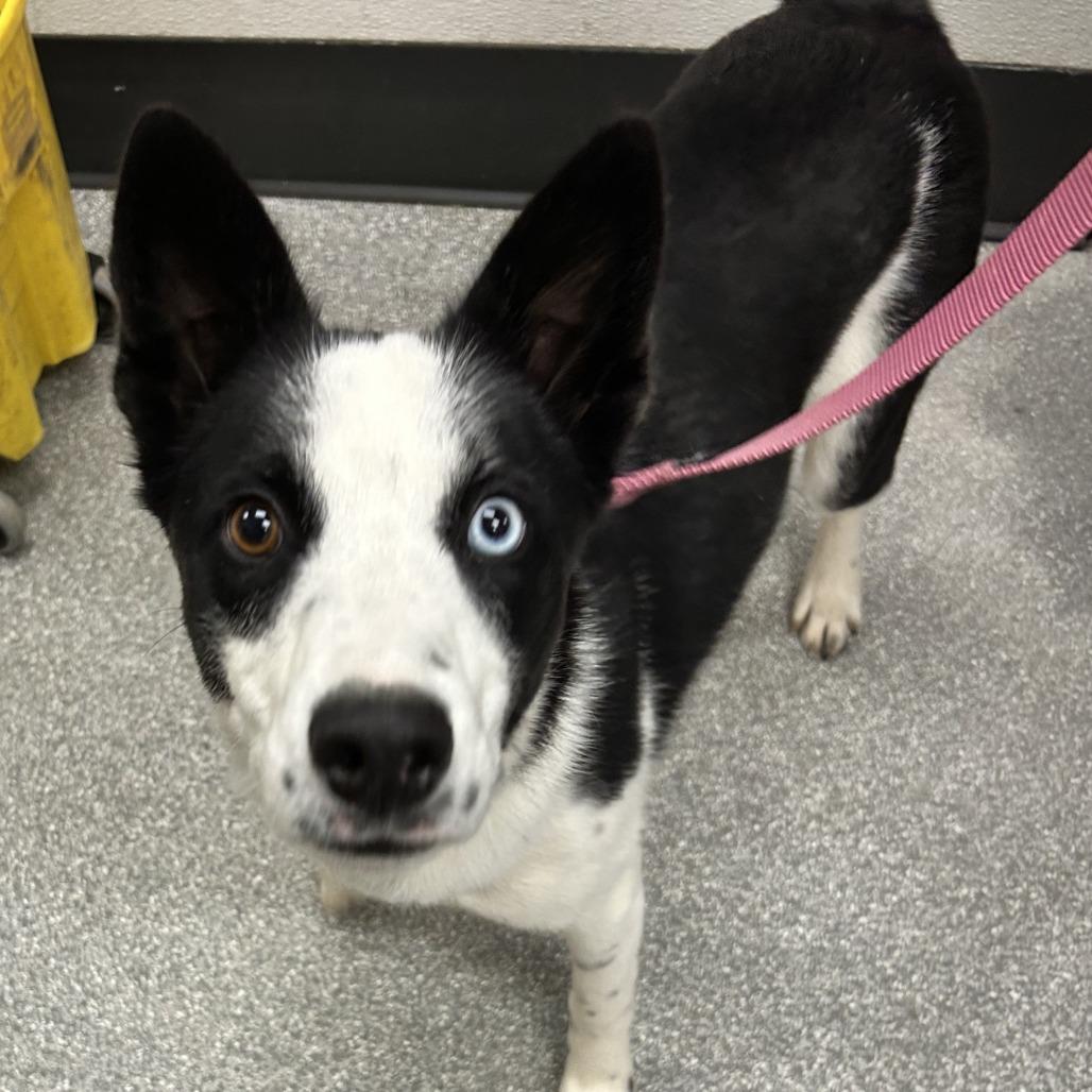 Enlarge Clark, a Adoptable mixed breed in Durango, CO image 1/1