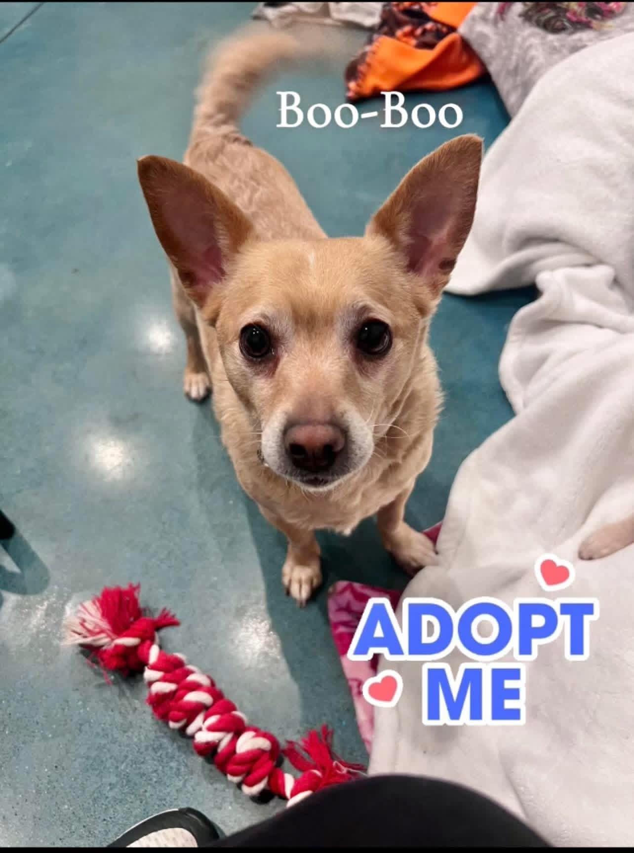 Enlarge Boo-Boo, an adopted mixed breed in Saginaw, MI image 1/1