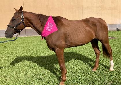 Enlarge Chicken Nugget, a Adoptable Miniature Horse in Houston, TX image 1/3