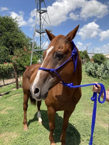 Enlarge Chicken Nugget, a Adoptable Miniature Horse in Houston, TX image 2/3