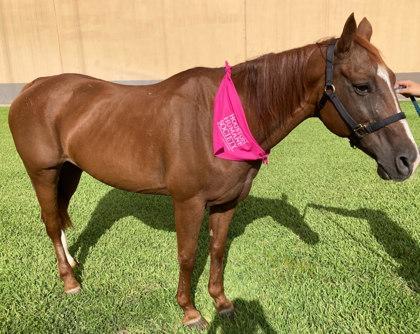 Enlarge Chicken Nugget, a Adoptable Miniature Horse in Houston, TX image 3/3
